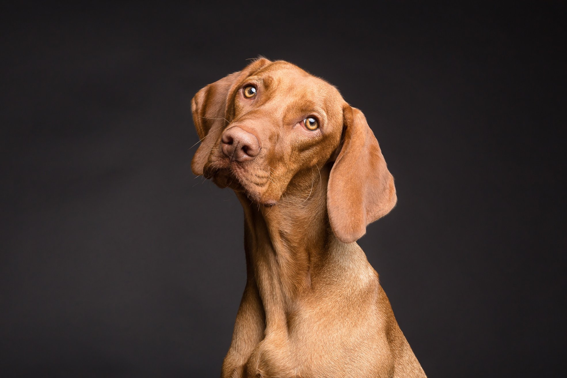 Portrait of a Brown Dog