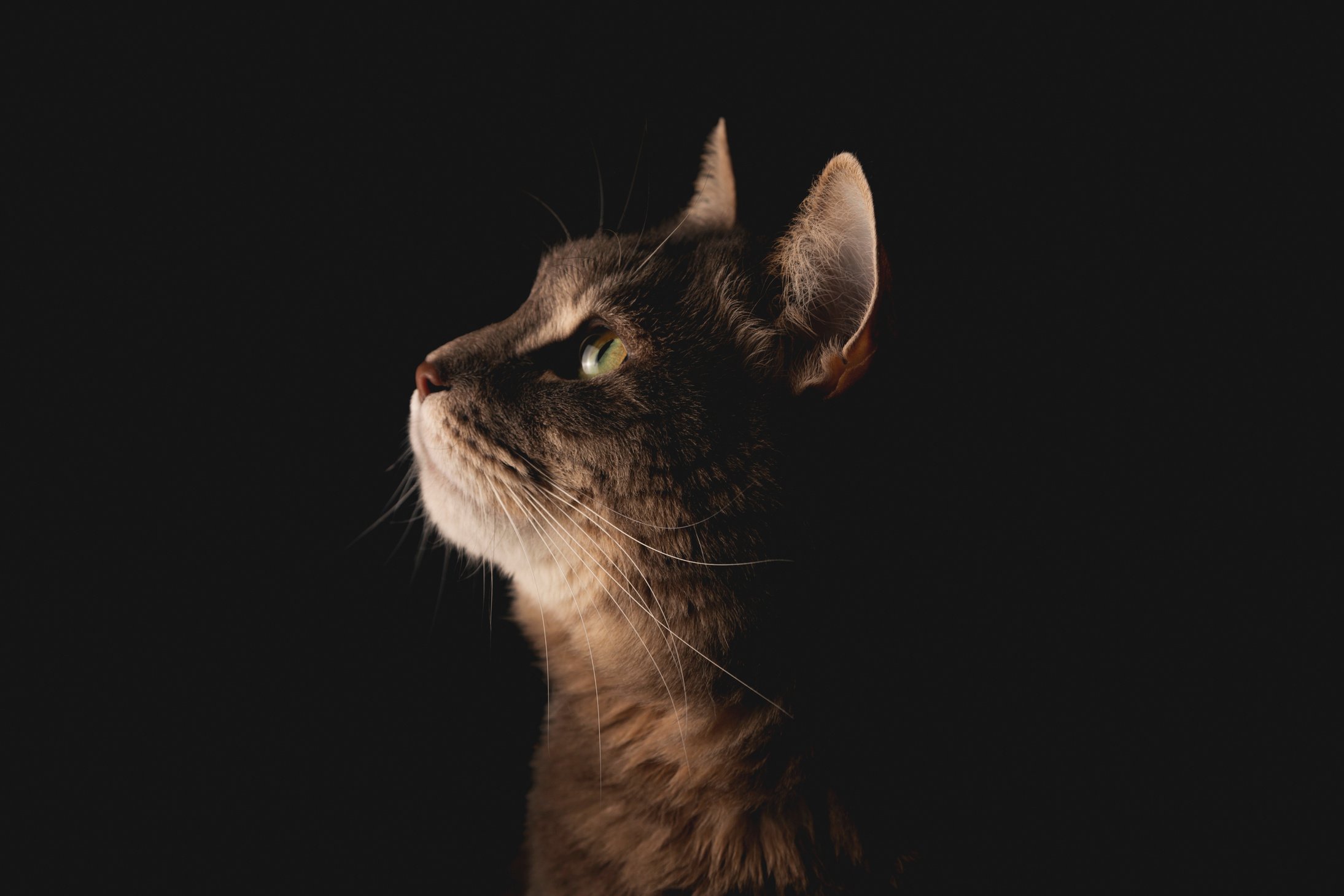 Cat on Black Background